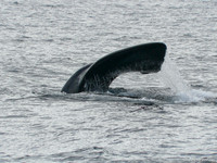 Zuidkaper / Southern Right Whale - Peninsula Valdes, Argentina
