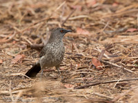 Pijlpuntbabbelaar / Arrow-marked Babbler - South Luangwa NP