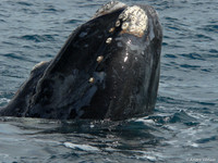 Zuidkaper / Southern Right Whale - Peninsula Valdes, Argentina