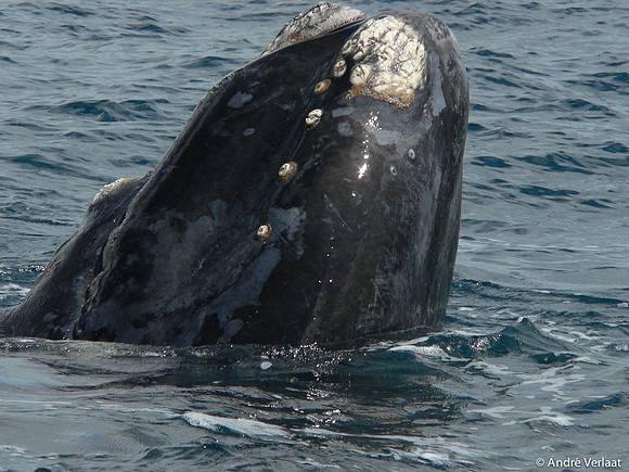 Zuidkaper / Southern Right Whale - Peninsula Valdes, Argentina