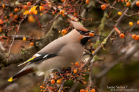 Pestvogel / Bohemian Waxwing - Hoorn
