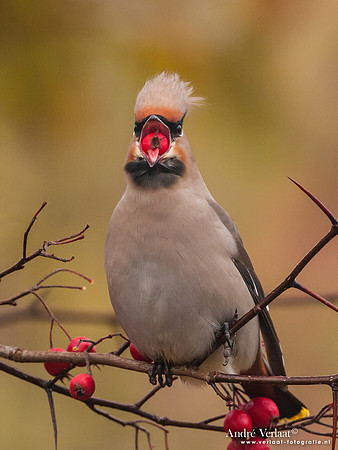 Pestvogel / Bohemian Waxwing - Hoorn
