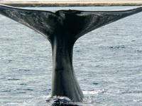 Zuidkaper / Southern Right Whale - Peninsula Valdes, Argentina