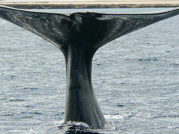 Zuidkaper / Southern Right Whale - Peninsula Valdes, Argentina