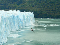 Perito Moreno Gletsjer / Perito Moreno Glacier - Los Glaciares NP, Argentina