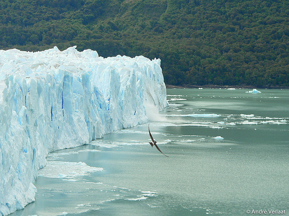 Perito Moreno Gletsjer / Perito Moreno Glacier - Los Glaciares NP, Argentina