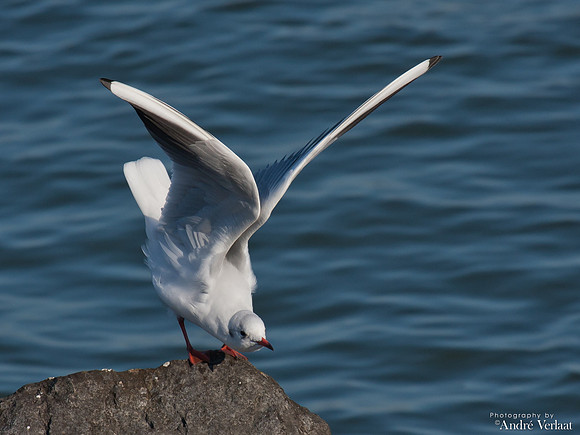 Kokmeeuw / Black-headed Gull - Medemblik