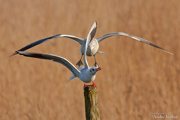 Kokmeeuw / Black-headed Gull - Schardam