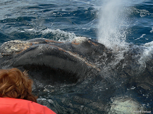 Zuidkaper / Southern Right Whale - Peninsula Valdes, Argentina