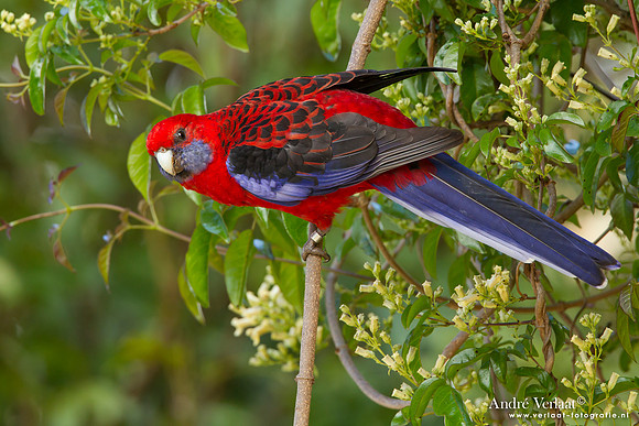 Pennant-rosella / Crimson Rosella - Lamington Park
