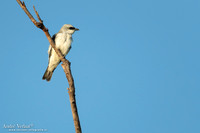 Papoearupsvogel / White-bellied Cuckooshrike - Jabiru NT