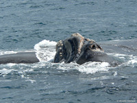 Zuidkaper / Southern Right Whale - Peninsula Valdes, Argentina