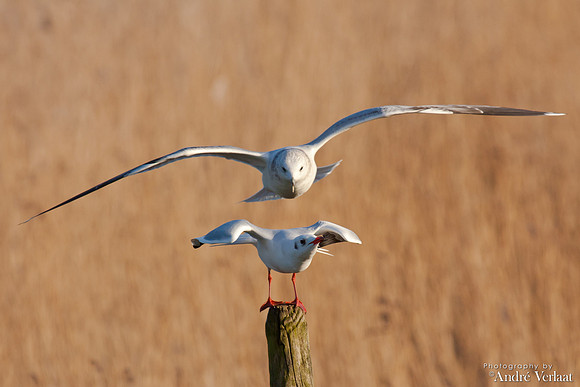Kokmeeuw / Black-headed Gull - Schardam