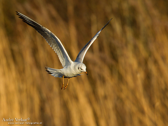Kokmeeuw / Black-headed Gull - Den Oever