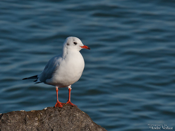 Kokmeeuw / Black-headed Gull - Medemblik