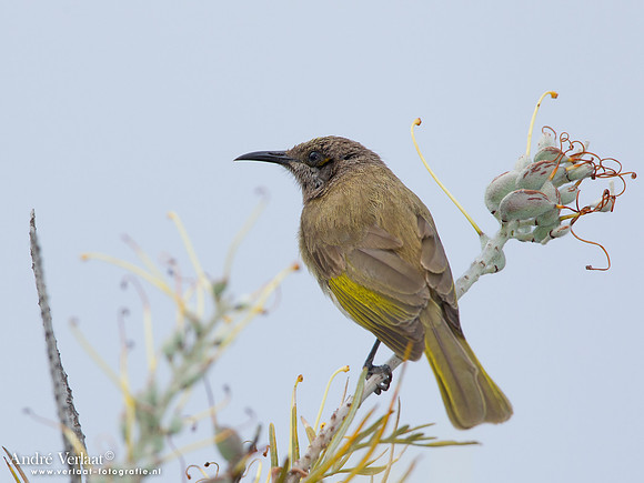 Parkhoningeter / Brown Honeyeater - Highfields