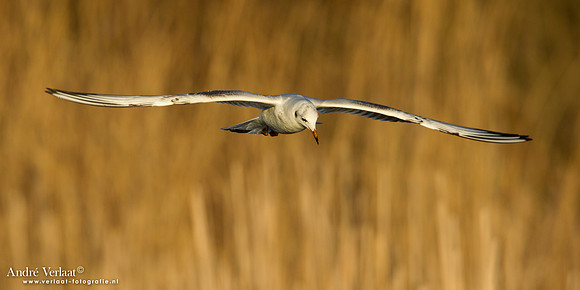 Kokmeeuw / Black-headed Gull - Den Oever