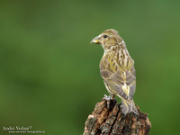 Kruisbek / Crossbill - Lemelerberg