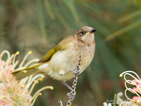 Parkhoningeter / Brown Honeyeater - Highfields