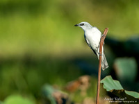 Papoearupsvogel / White-bellied Cuckooshrike