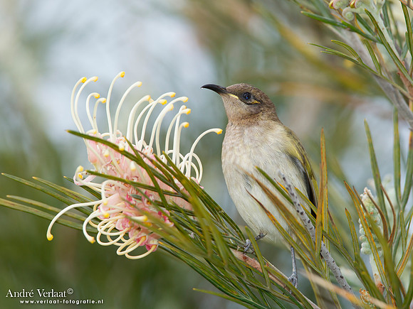 Parkhoningeter / Brown Honeyeater - Highfields