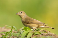 Nachtegaal / Nightingale