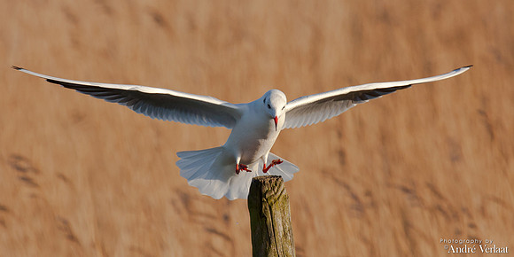 Kokmeeuw / Black-headed Gull - Schardam