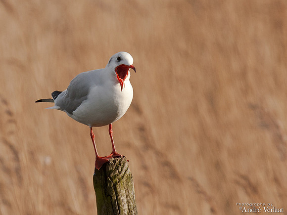 Kokmeeuw / Black-headed Gull - Schardam