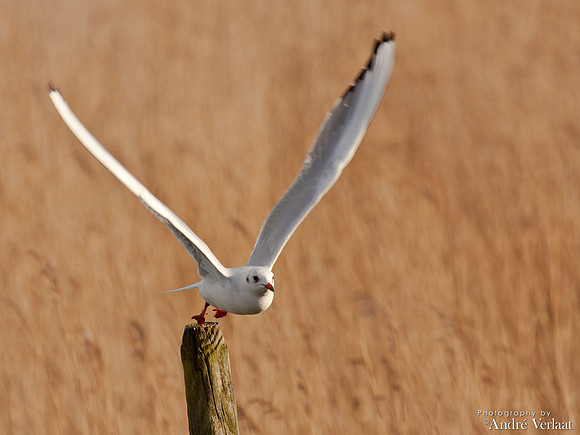 Kokmeeuw / Black-headed Gull - Schardam