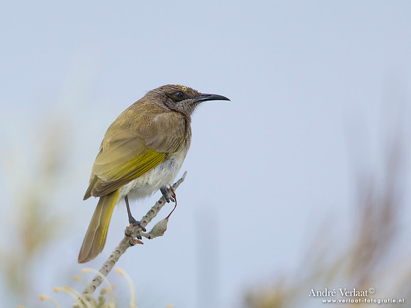 Parkhoningeter / Brown Honeyeater - Highfields
