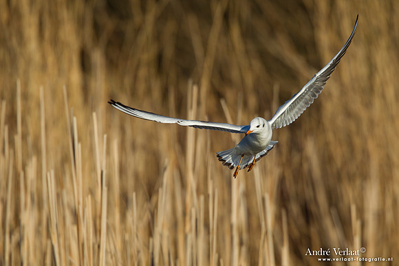 Kokmeeuw / Black-headed Gull - Den Oever
