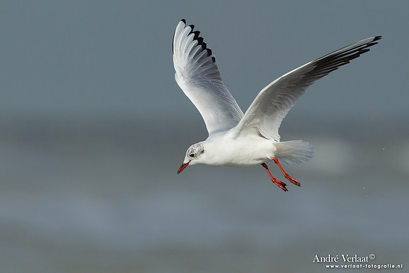 Kokmeeuw / Black-headed Gull - IJmuiden