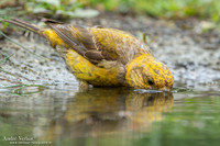 Kruisbek / Crossbill - Lemelerberg