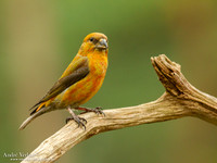 Kruisbek / Crossbill - Holten
