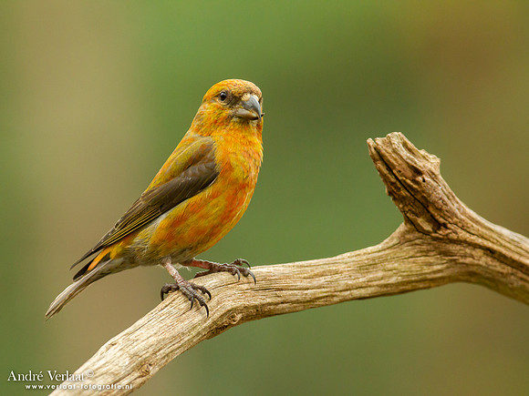 Kruisbek / Crossbill - Holten