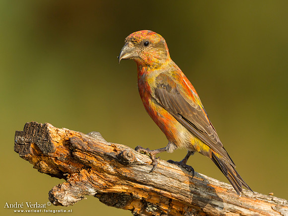 Kruisbek / Crossbill - Lemelerberg