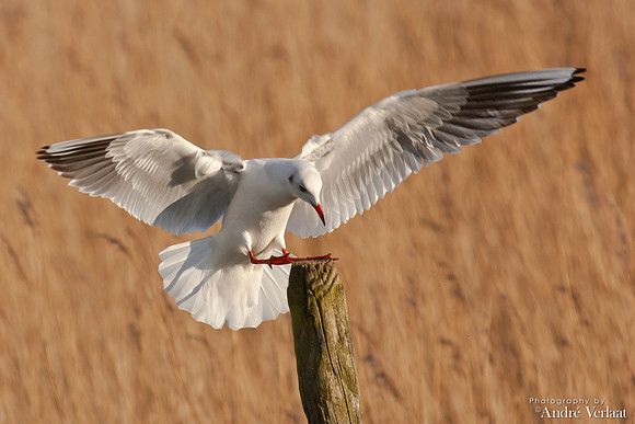 Kokmeeuw / Black-headed Gull - Schardam