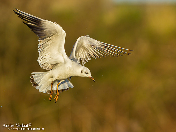 Kokmeeuw / Black-headed Gull - Den Oever