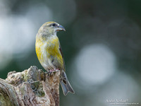 Kruisbek / Crossbill - Lemelerberg