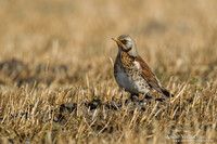 Kramsvogel / Fieldfare - Holten