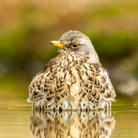 Kramsvogel / Fieldfare - Holten