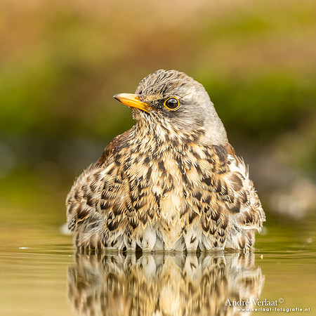 Kramsvogel / Fieldfare - Holten