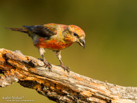 Kruisbek / Crossbill - Lemelerberg