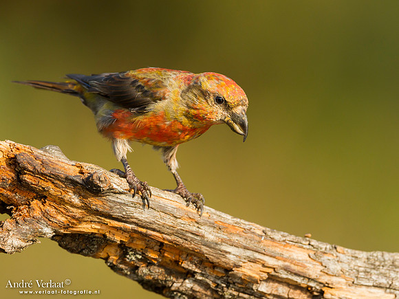 Kruisbek / Crossbill - Lemelerberg