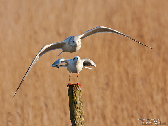 Kokmeeuw / Black-headed Gull - Schardam