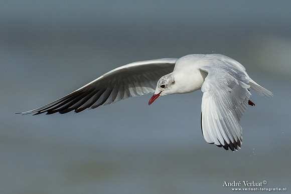 Kokmeeuw / Black-headed Gull - IJmuiden