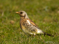 Kramsvogel / Fieldfare - Schardam