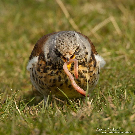 Kramsvogel / Fieldfare - Schardam