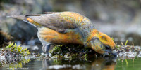 Kruisbek / Crossbill - Lemelerberg