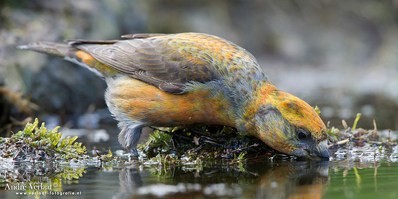 Kruisbek / Crossbill - Lemelerberg